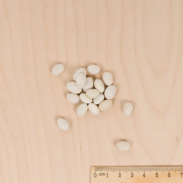 Légumes Secs - Haricot Nain à Ecosser Cocagne (type Paimpolais) - 20 m - MEDIA_3D